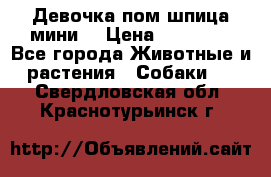 Девочка пом шпица мини  › Цена ­ 30 000 - Все города Животные и растения » Собаки   . Свердловская обл.,Краснотурьинск г.